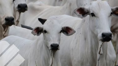 FACTORES DE IMPORTANCIA PARA TENER BUENAS TASAS DE PREÑEZ EN IATF Y TE EN GANADO DE CORTE