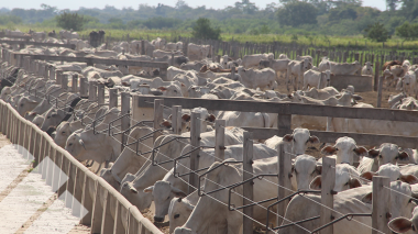 LA BASE DEL LUCRO: POR QUÉ LA ADAPTACIÓN Y LOS MANEJOS INICIALES DEFINEN EL ÉXITO DEL CONFINAMIENTO
