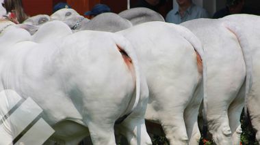 IMPACTO DEL USO DE LA GENÉTICA ADECUADA AL SISTEMA DE PRODUCCION