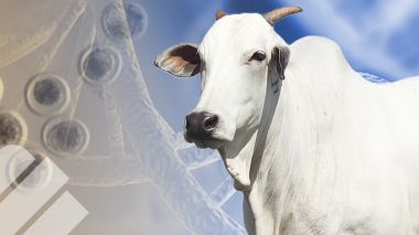 COMO PREPARAR RECEPTORAS PARA LA TRANSFERENCIA DE EMBRIONES A TIEMPO FIJO