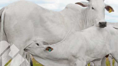 ATENCION DE MATERNIDAD EN EPOCA DE PARTOS Y SU IMPACTO EN LA PRODUCCIÓN