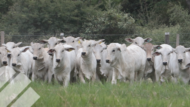 EL COSTO DEL SILENCIO ¿CUANTO LE CUESTA UNA VACA VACIA?