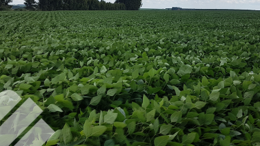 IMPORTANCIA DE LA ROTACIÓN Y SUCESIÓN DE CULTIVOS DE GRANOS CON FORRAJES
