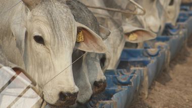 NUTRICIÓN DE PRECISIÓN EN CONFINAMIENTO: CÓMO LOS ADITIVOS MEJORAN LA EFICIENCIA Y EL RETORNO ECONÓMICO
