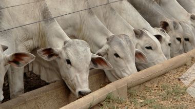 Beneficios del confinamiento de bovinos y la terminación intensiva en potrero para el engorde 