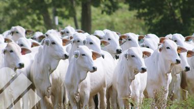 HOMEOPATÍA COMO ALTERNATIVA NATURAL PARA EL CONTROL DE PARÁSITOS Y GARRAPATAS EN BOVINOS