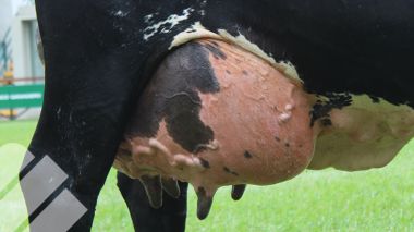 MASTITIS EN EL GANADO BOVINO