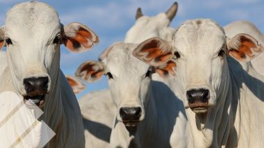 EL DESTETE PRECOZ COMO UNA HERRAMIENTA DE PRODUCTIVIDAD Y EFICIENCIA REPRODUCTIVA