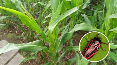 IMPORTANCIA Y EJEMPLOS DE PLAGAS EN FORRAJES