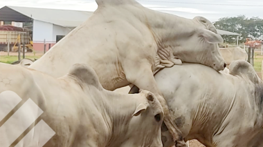 COMPORTAMIENTO AGRESIVO EN ANIMALES DE CONFINAMIENTO, CONTROLE LA SODOMÍA Y EVITE LA PÉRDIDA DE KILOS 