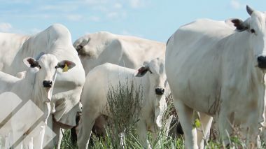 SUPLEMENTACIÓN INTELIGENTE EN ETAPA REPRODUCTIVA