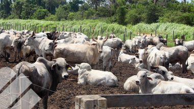 SUPLEMENTACIÓN ESTRATÉGICA PARA LA GANADERÍA DE CARNE: GUÍA PRÁCTICA PARA MAXIMIZAR SUS RESULTADOS 