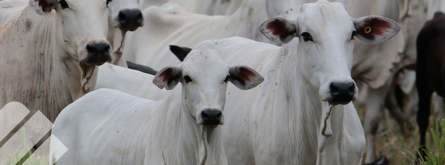 FACTORES DE IMPORTANCIA PARA TENER BUENAS TASAS DE PREÑEZ EN IATF Y TE EN GANADO DE CORTE