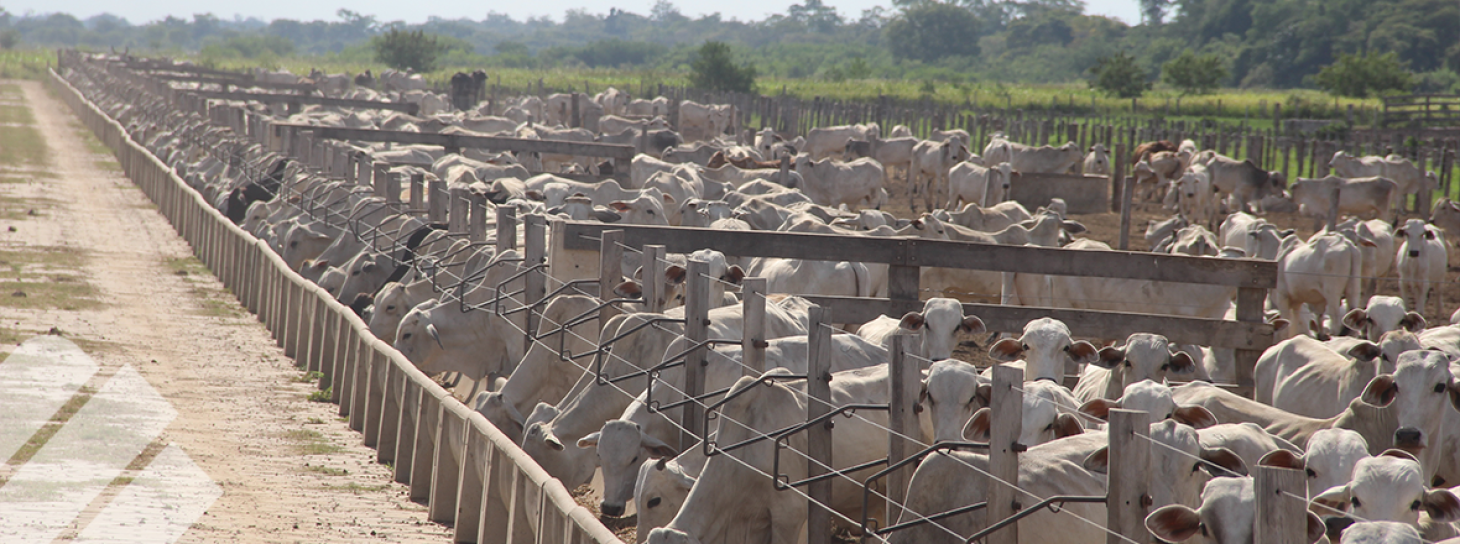 LA BASE DEL LUCRO: POR QUÉ LA ADAPTACIÓN Y LOS MANEJOS INICIALES DEFINEN EL ÉXITO DEL CONFINAMIENTO