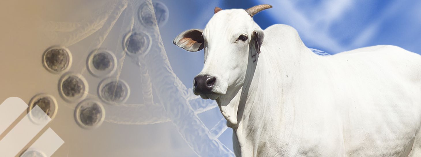 COMO PREPARAR RECEPTORAS PARA LA TRANSFERENCIA DE EMBRIONES A TIEMPO FIJO