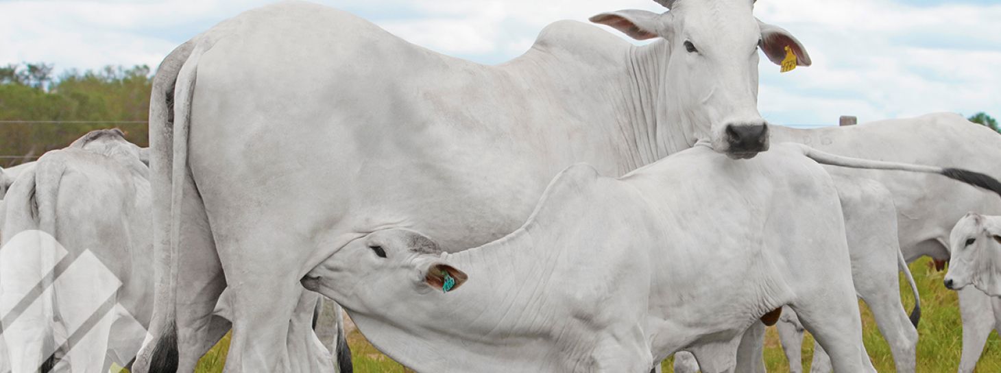 ATENCION DE MATERNIDAD EN EPOCA DE PARTOS Y SU IMPACTO EN LA PRODUCCIÓN