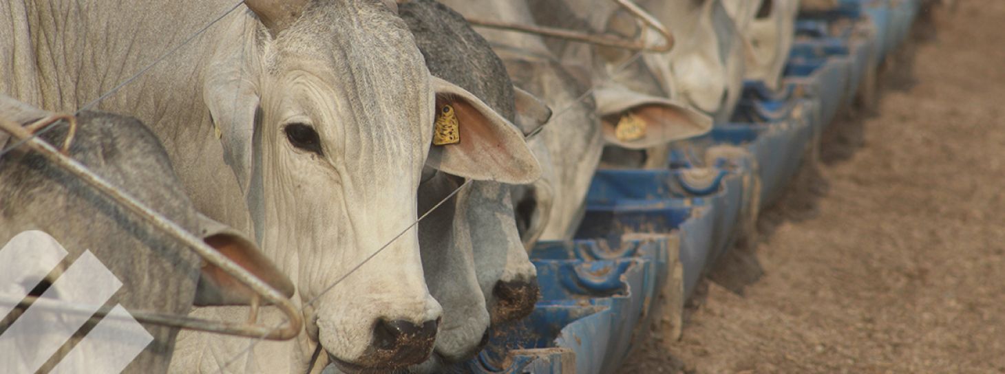 NUTRICIÓN DE PRECISIÓN EN CONFINAMIENTO: CÓMO LOS ADITIVOS MEJORAN LA EFICIENCIA Y EL RETORNO ECONÓMICO