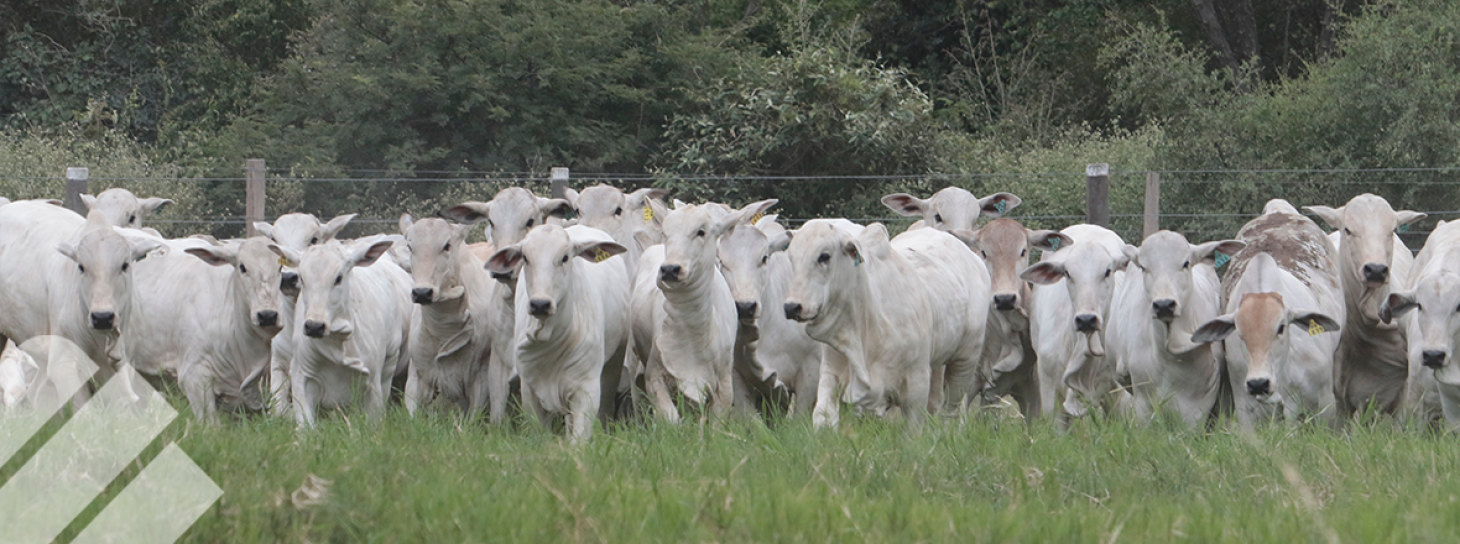 EL COSTO DEL SILENCIO ¿CUANTO LE CUESTA UNA VACA VACIA?