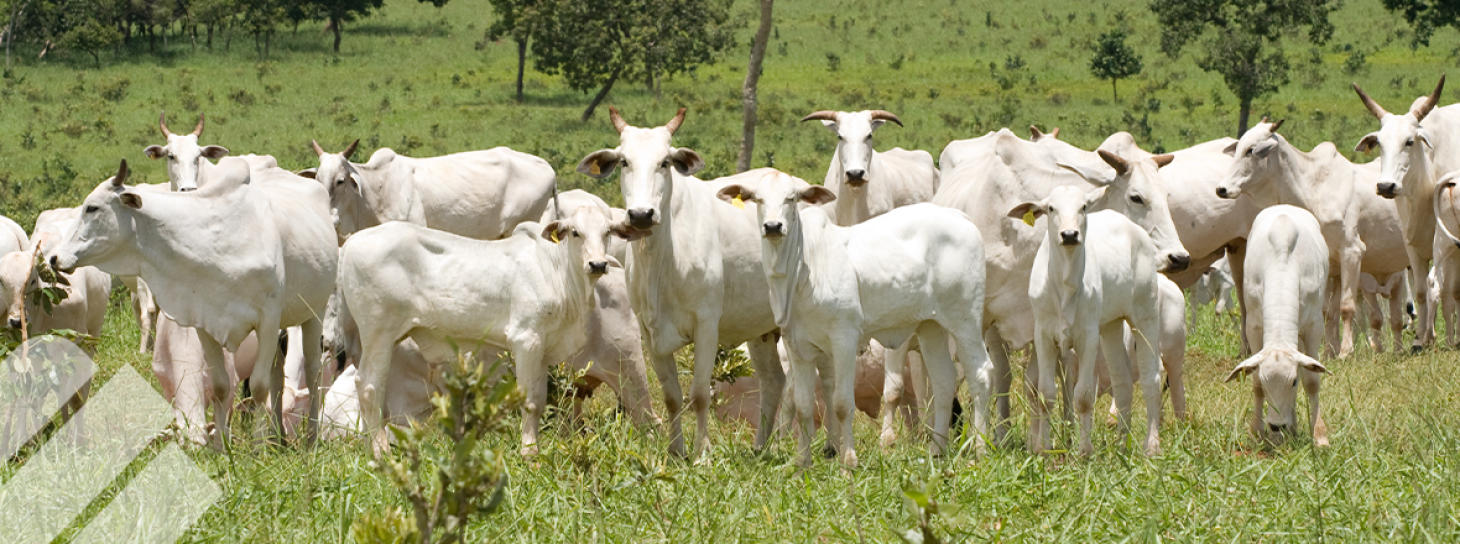 EVALUACION AL DESTETE TODO LO QUE NECESITA SABER