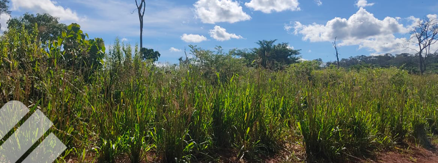 MANEJO DE MALEZAS EN PASTURAS: UNA INVITACIÓN A LA SOSTENIBILIDAD Y AL CONTROL DE ESPECIES INDESEABLES