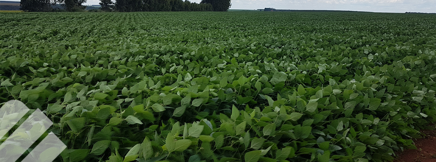 IMPORTANCIA DE LA ROTACIÓN Y SUCESIÓN DE CULTIVOS DE GRANOS CON FORRAJES