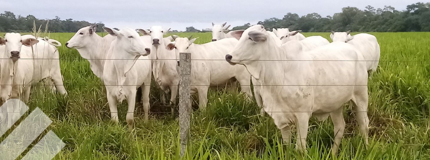 IMPACTO DEL ESTRÉS EN LA PRODUCCIÓN