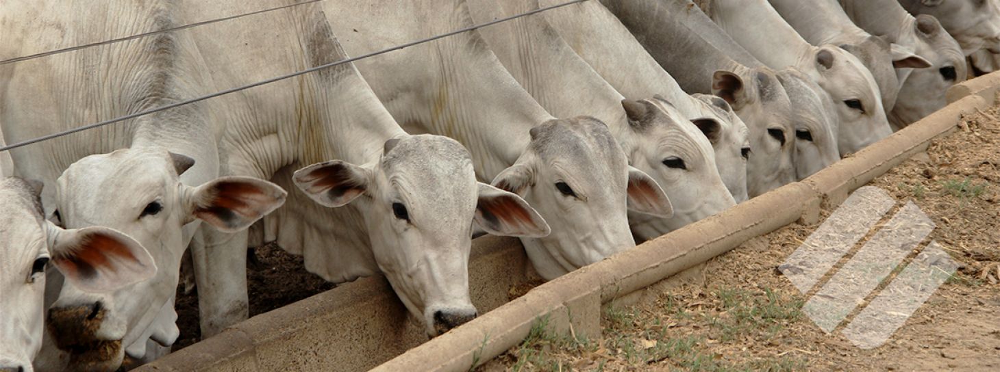 Beneficios del confinamiento de bovinos y la terminación intensiva en potrero para el engorde 