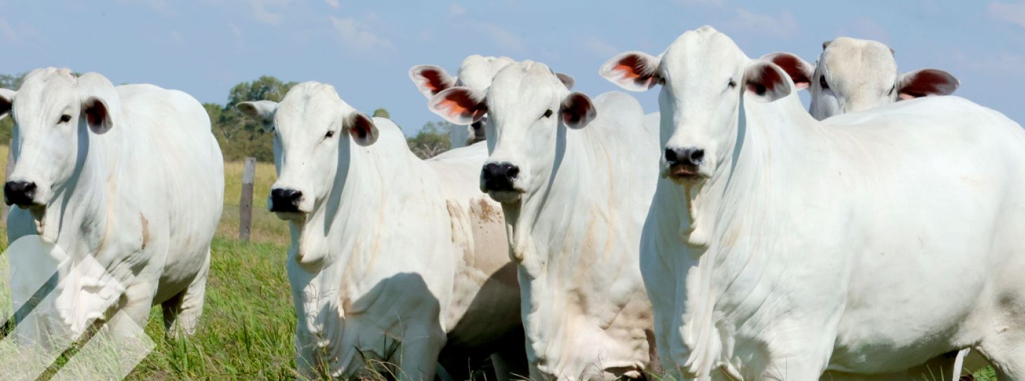 CRITERIOS DE SELECCIÓN PARA GANADO DE CORTE