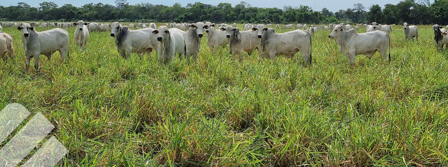 GRAMÍNEAS TROPICALES: CULTIVARES TOLERANTES A LA SEQUÍA