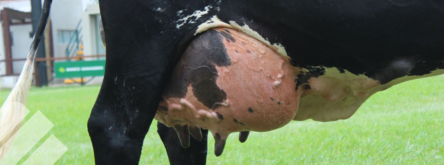 MASTITIS EN EL GANADO BOVINO