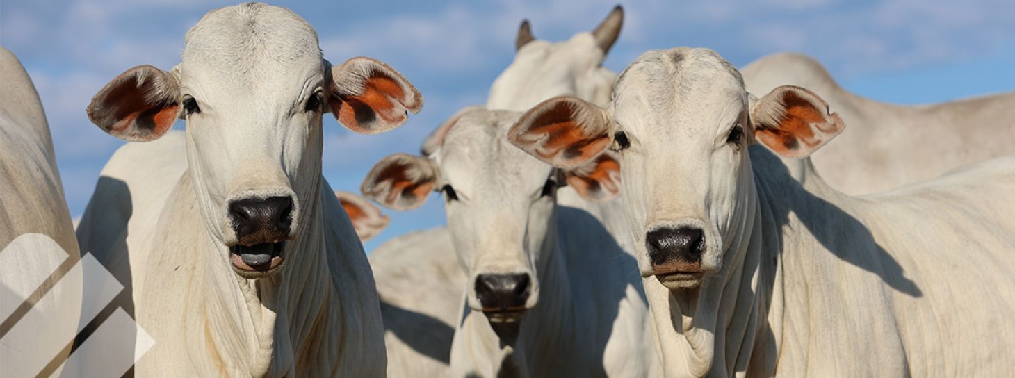 EL DESTETE PRECOZ COMO UNA HERRAMIENTA DE PRODUCTIVIDAD Y EFICIENCIA REPRODUCTIVA