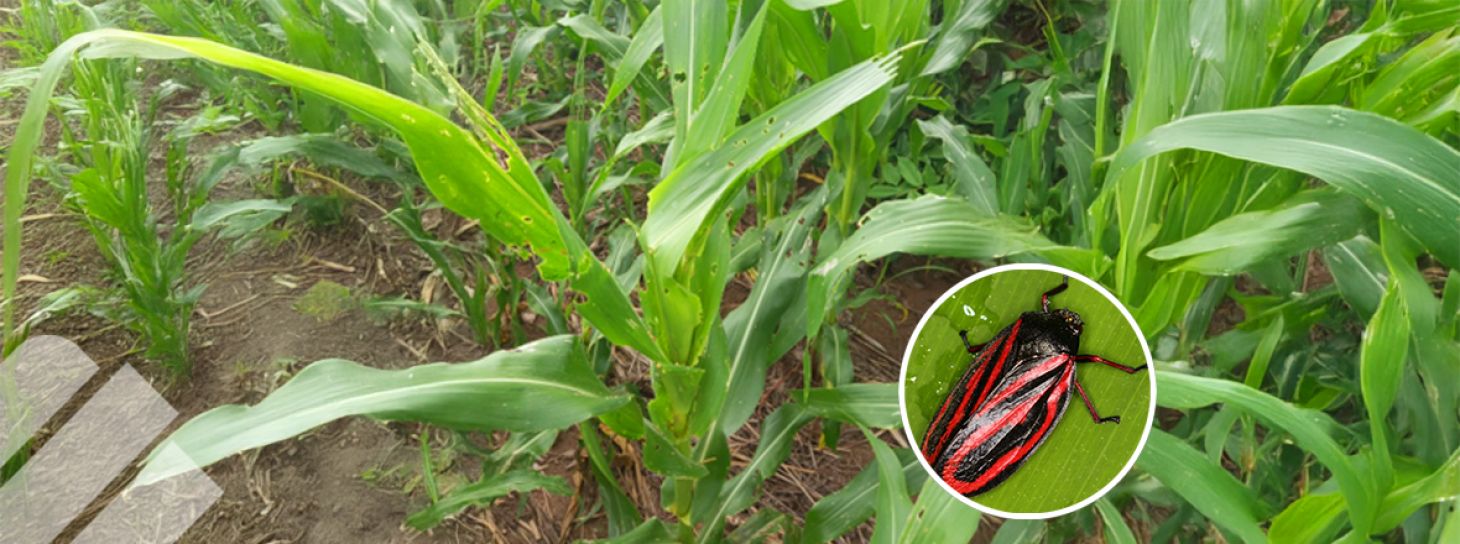 IMPORTANCIA Y EJEMPLOS DE PLAGAS EN FORRAJES