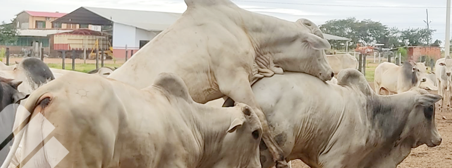COMPORTAMIENTO AGRESIVO EN ANIMALES DE CONFINAMIENTO, CONTROLE LA SODOMÍA Y EVITE LA PÉRDIDA DE KILOS