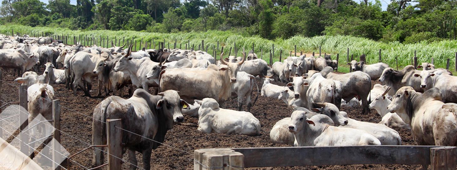 SUPLEMENTACIÓN ESTRATÉGICA PARA LA GANADERÍA DE CARNE: GUÍA PRÁCTICA PARA MAXIMIZAR SUS RESULTADOS 