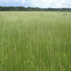 BRACHIARIA HUMIDICOLA CV. LLANERO (EX. DICTYONEURA)