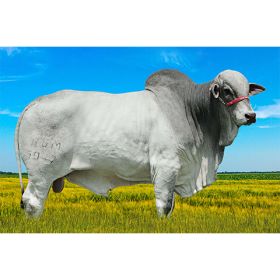 MAGICO - Nelore Mocho