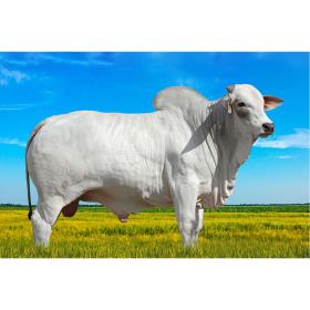 BARAO FIV EAO - Nelore P.O. 