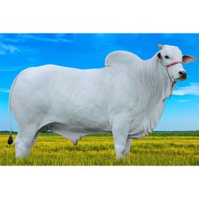 ASTRO DA JACAMIN - Nelore P.O