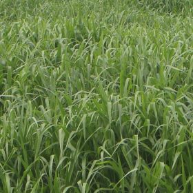 BRACHIARIA RUZIZIENSIS CV. KENEDDY