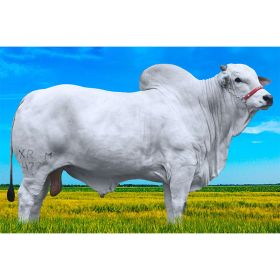 DIESEL FIV DA XARAES - Nelore PO