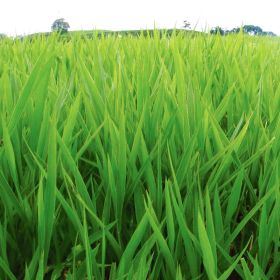 BRACHIARIA DECUMBENS CV. BASILISK