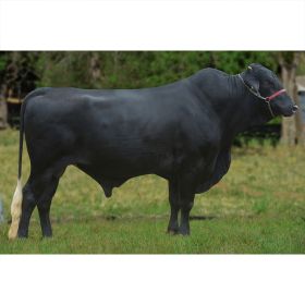 SHEIK -  Girolando 5/8