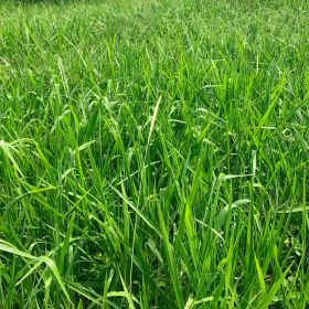 BRACHIARIA BRIZANTHA CV. BRS PAIAGUÁS