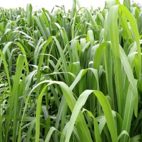 PANICUM MÁXIMUM CV. MIYAGUI