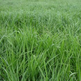 BRACHIARIA BRIZANTHA CV. BRS PIATÃ