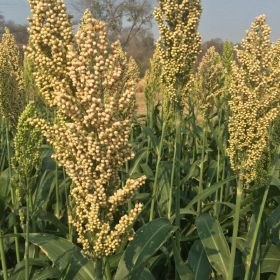 SORGO DOBLE PROPOSITO AGRI G1