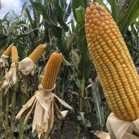 MAIZ GRANIFERO  AGRI 330