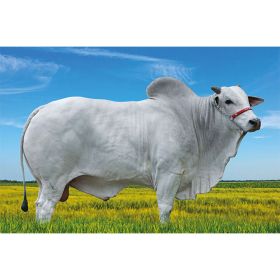 PRO METIDO NHO - Nelore Ceip