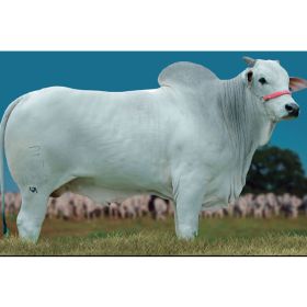 REM JASPION - Nelore PO