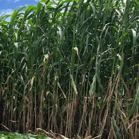 SORGO GIGANTE BOLIVIANO AGRI 002 E